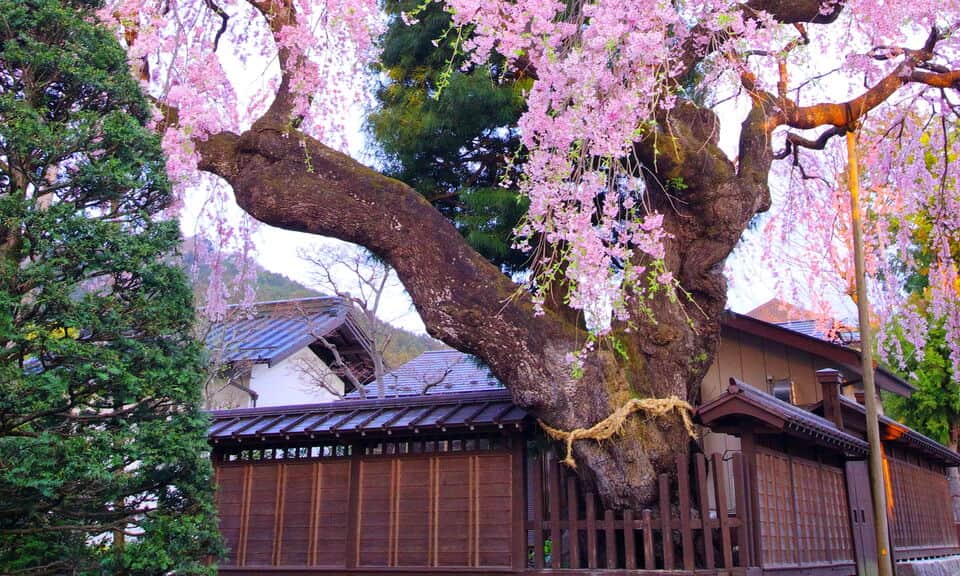 日光桜回遊